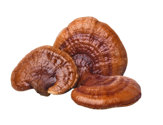 Reishi