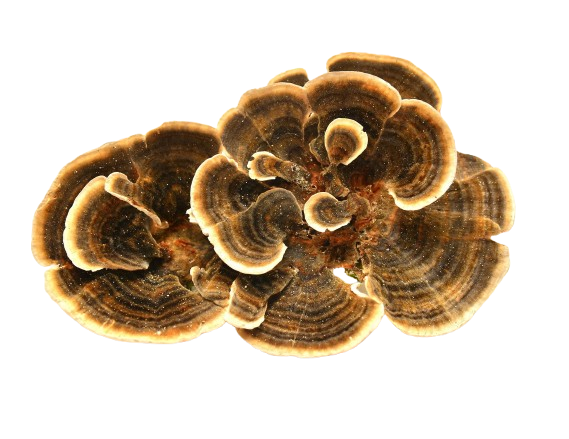 Turkey Tail