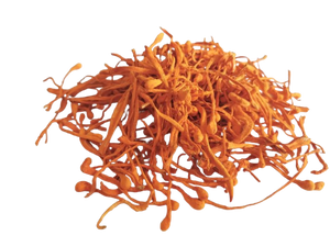 Cordyceps