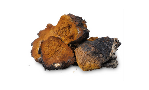 Chaga
