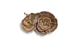 Turkey Tail