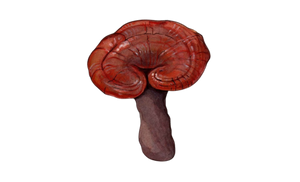 Reishi