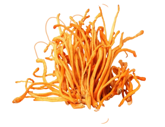 Cordyceps